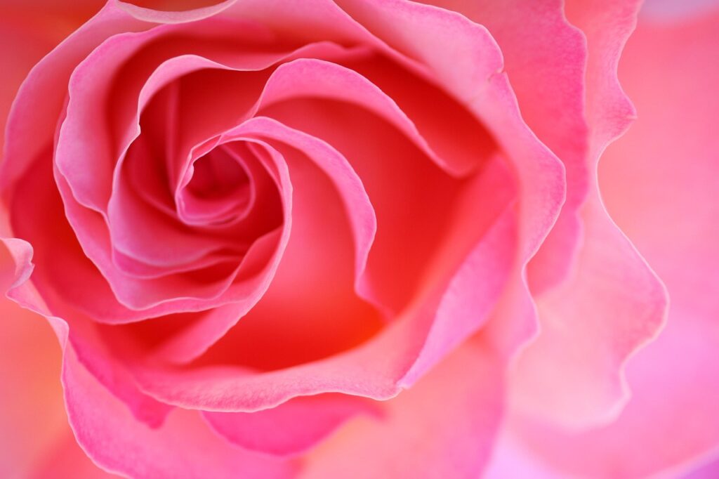 rose, pink, close up, petal, circle, soft, warm, heart, love, rose flower, pink love, pink heart, pink rose, pink circle, pink closed